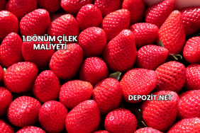 1 Dönüm Çilek Maliyeti