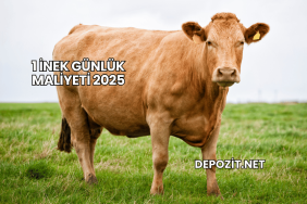 1 İnek Günlük Maliyeti 2025