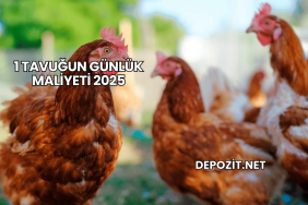 1 Tavuğun Günlük Maliyeti 2025