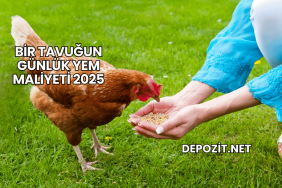 Bir Tavuğun Günlük Yem Maliyeti 2025