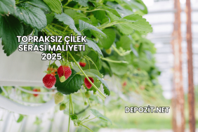 Topraksız Çilek Serası Maliyeti 2025