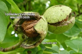 1 Dönüm Ceviz Dikim Maliyeti 2025