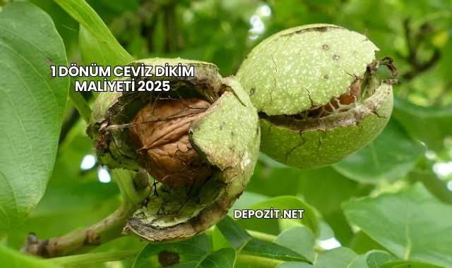 1 Dönüm Ceviz Dikim Maliyeti 2025