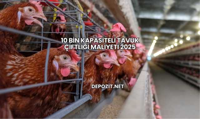 10 Bin Kapasiteli Tavuk Çiftliği Maliyeti 2025