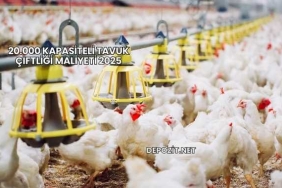 20.000 Kapasiteli Tavuk Çiftliği Maliyeti 2025