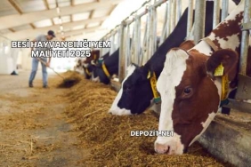 Besi Hayvancılığı Yem Maliyeti 2025