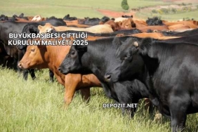 Büyükbaş Besi Çiftliği Kurulum Maliyeti 2025