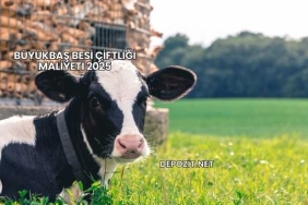 Büyükbaş Besi Çiftliği Maliyeti 2025