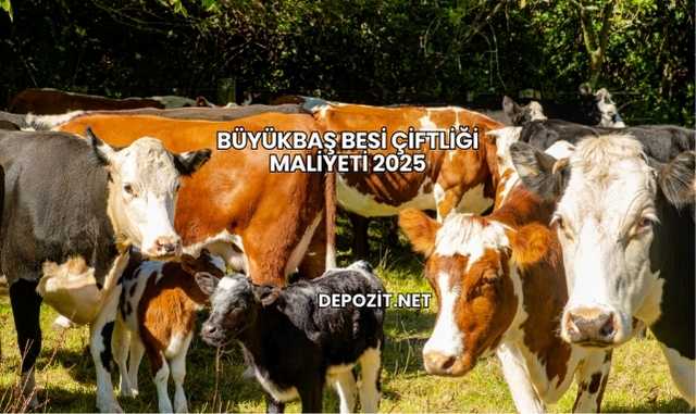 Büyükbaş Besi Çiftliği Maliyeti 2025