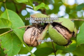 Ceviz Bahçesi Kurma Maliyeti 2025