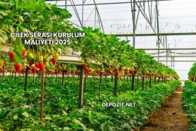 Çilek Serası Kurulum Maliyeti 2025