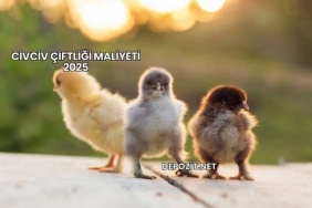 Civciv Çiftliği Maliyeti 2025
