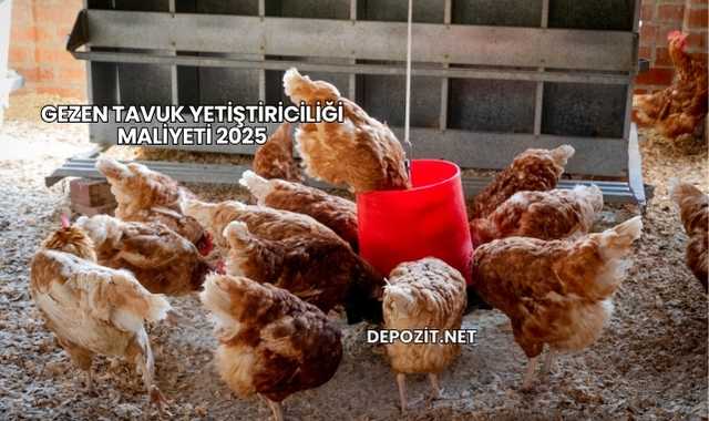 Gezen Tavuk Yetiştiriciliği Maliyeti 2025