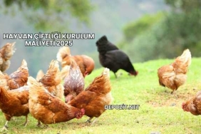 Hayvan Çiftliği Kurulum Maliyeti 2025
