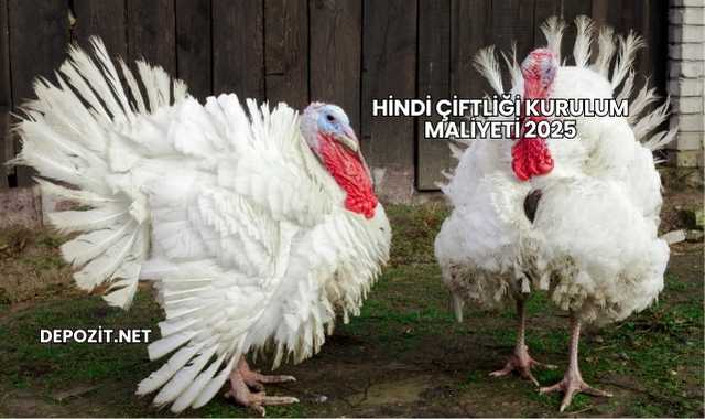 Hindi Çiftliği Kurulum Maliyeti 2025