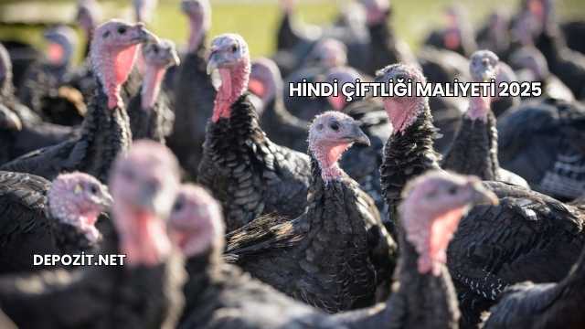Hindi Çiftliği Maliyeti 2025