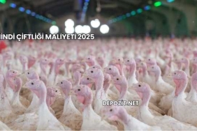 Hindi Çiftliği Maliyeti 2025