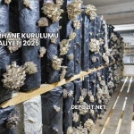 Mantarhane Kurulumu Maliyeti 2025