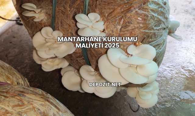 Mantarhane Kurulumu Maliyeti 2025