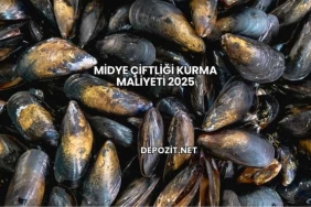 Midye Çiftliği Kurma Maliyeti 2025
