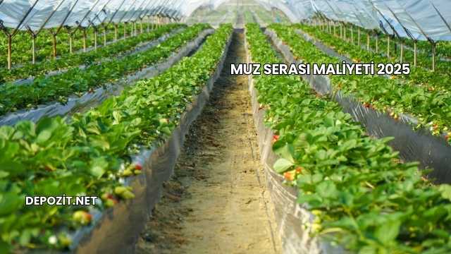 Muz Serası Maliyeti 2025