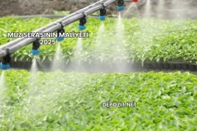 Muz Serasının Maliyeti 2025