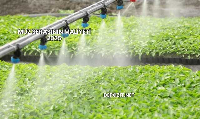 Muz Serasının Maliyeti 2025