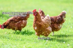 Salma Tavukçuluk Yem Maliyeti 2025