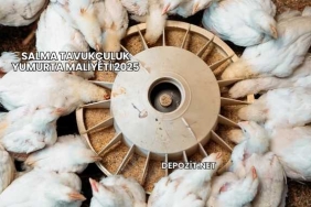 Salma Tavukçuluk Yumurta Maliyeti 2025