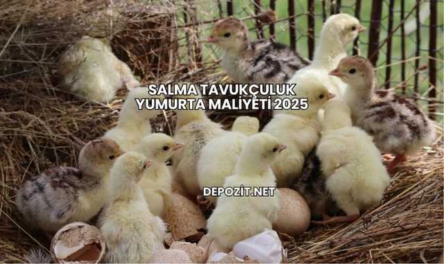 Salma Tavukçuluk Yumurta Maliyeti 2025
