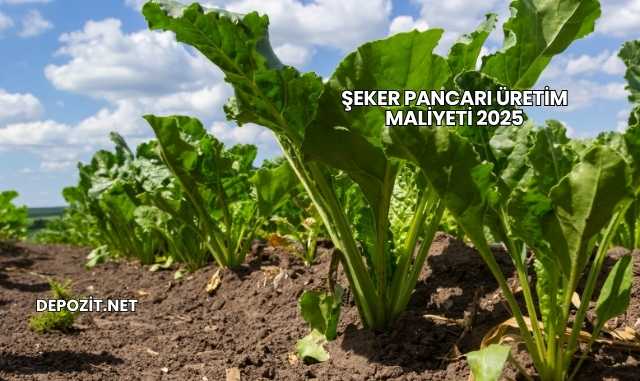 Şeker Pancarı Üretim Maliyeti 2025