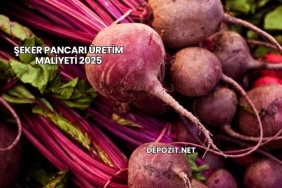 Şeker Pancarı Üretim Maliyeti 2025