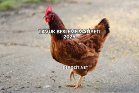 Tavuk Yetiştiriciliği Maliyeti 2025