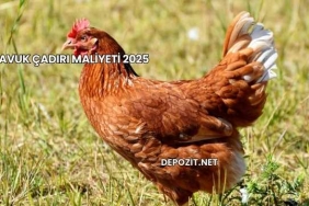 Tavuk Çadırı Maliyeti 2025
