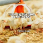 Tavuk Çiftliği Kurma Maliyeti 2025