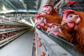 Tavuk Çiftliği Kurma Maliyeti 2025