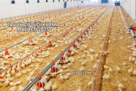 Tavuk Çiftliği Kurma Maliyeti 2025
