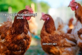 Tavuk Çiftliği Maliyeti 2025