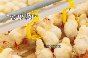 Tavuk Besleme Maliyeti 2025