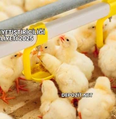 Tavuk Besleme Maliyeti 2025