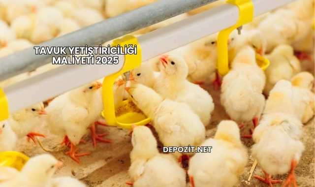 Tavuk Besleme Maliyeti 2025
