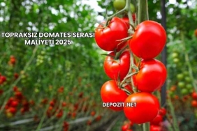 Topraksız Domates Serası Maliyeti 2025