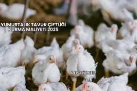 Yumurtalık Tavuk Çiftliği Kurma Maliyeti 2025