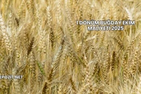 1 Dönüm Buğday Ekim Maliyeti 2025