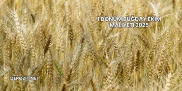 1 Dönüm Buğday Ekim Maliyeti 2025