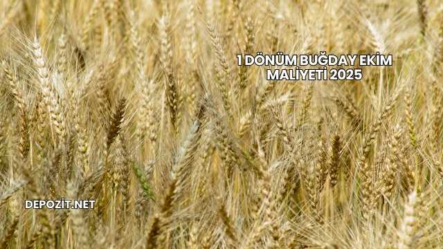 1 Dönüm Buğday Ekim Maliyeti 2025
