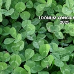 1 Dönüm Yonca Maliyeti 2025