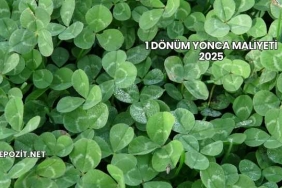 1 Dönüm Yonca Maliyeti 2025