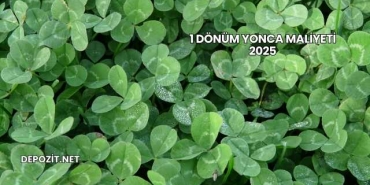1 Dönüm Yonca Maliyeti 2025