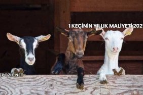 1 Keçinin Yıllık Maliyeti 2025